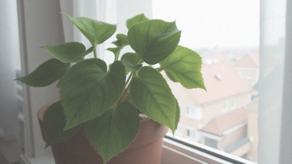 Jakie stanowisko jest najlepsze dla begonii?