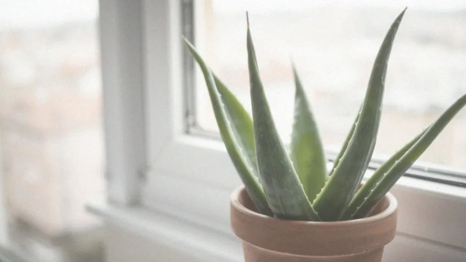 Jak uratowa gnijcy aloes? Skuteczne porady i techniki