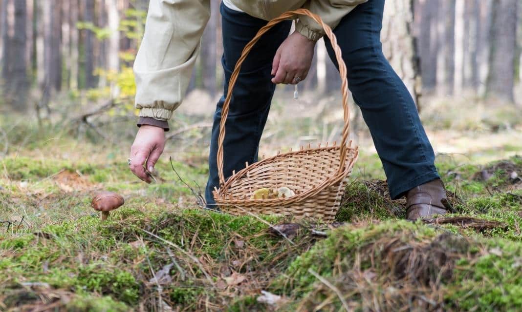 Sezon na grzybobranie w malowniczej Łukowicy rozpoczęty!